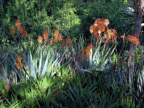aloe arborescens
